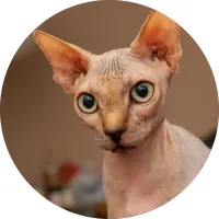 Kočka – bezsrstá kočka Sphynx zblízka – jedlý obrázek na dort