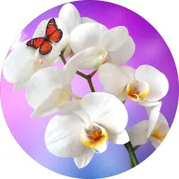 Květiny – Bílé orchideje s motýlem na fialovém pozadí – jedlý obrázek na dort