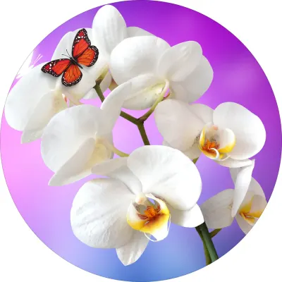 Květiny – Bílé orchideje s motýlem na fialovém pozadí – jedlý obrázek na dort